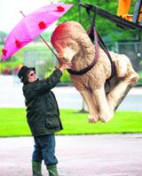 Garden designer Marney Hall steadies an oak-carved figure of the lion from the Disney film Chronicles of Narnia in Birmingham, Central England, on Tuesday.