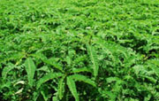 Jantar is popular with farmers.