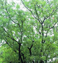 Neem fruits are to become a source of income for the poor in Mewat.