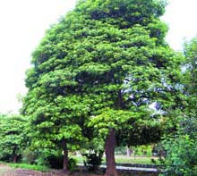 Plans are in place to cut over 400 trees near the Dr Vidya Sagar Mental Institute to give way to a multiplex and a hotel.