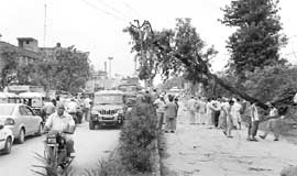 An uprooted tree leans against power cables, snapping some of them and blocking a section of the road, following a storm in Ambala on Thursday night. 