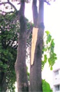 Wrong pruning can result in the peeling of a tree trunk