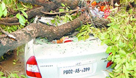 The squall and downpour which hit Amritsar on Saturday evening uprooted number of trees in the civil line area.