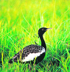 The Lesser Florican is totally dependent on grasslands for breeding and foraging.
