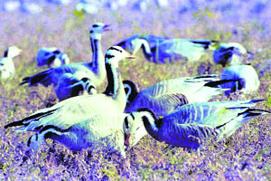  A flock of Bar-headed Geese sticks together in its fight for survival.