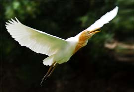 Skyward: A bird soars in the sky on a hot day in Bathinda on Sunday.