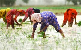 Planting of paddy is going on unchecked at Badal village in Muktsar district.
