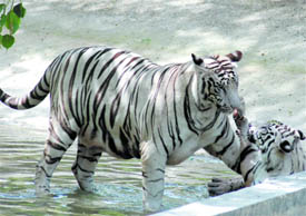 A female white tiger in a playful mood with her cub at the Delhi Zoological Park in Delhi on Sunday.