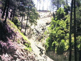 A large number of trees felled by a contractor near Regnani village on the Hanogi-Bandhi road in Mandi district.
