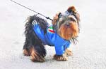 A dog wearing an Italian football shirt is seen outside the Stade de Suisse stadium in Berne on Sunday. Italy will play the Netherlands on Monday.