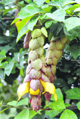 A flower blooms on a branch of a tree at PAU in Ludhiana on Monday.