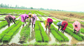 Women clean the fields for sowing paddy in one of the villages in Ludhiana on Monday.
