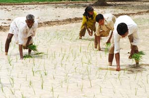 Migrant labourers planting paddy in a Bathinda village. 