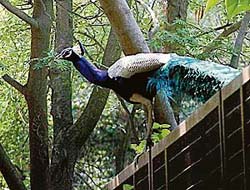 IN ANTICIPATION: Perched high, a peacock seems to be waiting for rain in Mohali. Tribune photo: Vicky Gharu