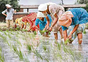 Women transplant paddy in a field in Ludhiana on Tuesday.