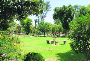 The lush green park and shady trees of Sarabha Nagar Block-I. 