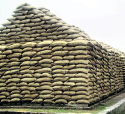 Bags of wheat kept in the grain market at Jind.