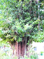 The state governments move to auction green land near the mental hospital has received criticism from all quarters.