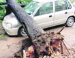 Car damaged due to an uprooted tree in Sector 34.
