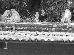 Monkeys sit at the main entrance of Civil Hospital at Bassi Pathana on Friday. 
