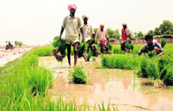 Labourers transplant paddy in a field near Malout in Muktsar district