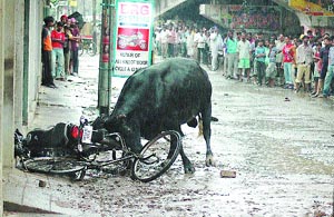 A bull went berserk near Damoria bridge in Jalandhar on Sunday. The furious animal injured four persons and caused major damage to vehicles before it was caught by MC men.