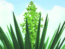 A cactus in bloom.