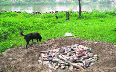 Dead fish being dumped in a ditch by the side of Rewalsar Lake.