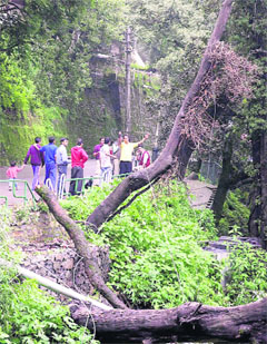 Power board staff busy restoring supply disrupted after a tree fell on the main line near Peterhoff in Shimla on Thursday.