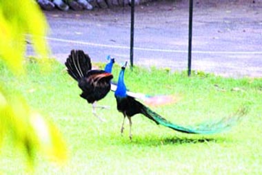 A pair of peacocks makes the most of the cloudy weather at the Sainik School ground in Kapurthala on Thursday.