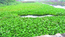 Weed and silt in Budda Nullah that requires desilting as it poses threat of flooding the low-lying areas on its bank in Ludhiana