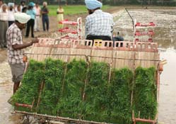 A paddy transplantation machine in use