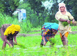 With the early arrival of the monsoon, workers busy transplanting paddy in a field near Karnal on Friday.