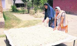 Women display cocoons in Manjra village of Nadaun block in Hamirpur