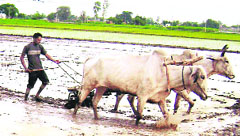 A farmer ploughs his fields for sowing paddy at Ghudani village, near Ahmedgarh.