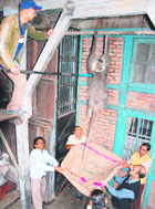 Wildlife officials try to capture the langur that was injured on Thursday after it suffered an electric shock, at The Mall in Shimla on Saturday.