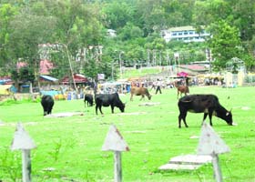 The famous Dhalpur Ground of Kullu, where the world-famous Dussehra is held every year, is favourite with locals and tourists alike