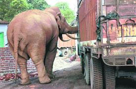 The elephant, commonly known as Ramu Hati collects toll tax, inspects a truck for food in West Singhbum district in Jharkhand. This elephant has earned its name because of its habit of searching all trucks that pass here for food