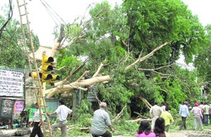 Several trees uprooted and power lines snapped following a storm in Ludhiana on Tuesday. 