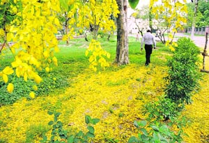Amaltas blooms and spreads cheer in the Baradari Gardens, Patiala. 
