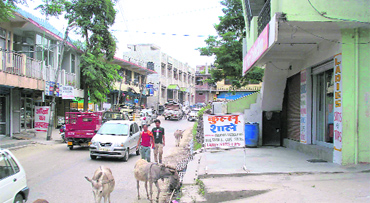 Stray cattle are a big nuisance on the national highway in Kullu, with the Municipal Council looking the other way