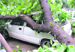A tree that was uprooted in mini secretariat in Ludhiana on Friday.
