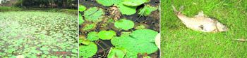 Dead fish at old municipal waterworks in Abohar on Friday.