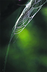 Light is a silent brush that paints the surroundings in magical colours. Nair captures this at Taman Negara, Malaysia.