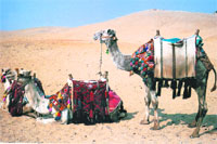 Camels, Courts & Concubines on National Geographic retraces the journeys of the legendary travellers