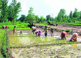 With the fields getting drenched, a farmers family is busy transplanting paddy saplings in the states most furtile Balh valley in Mandi.
