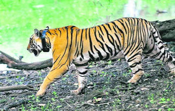 The three-year-old tiger, fixed with a radio collar, at Sariska National Park in Alwar district of Rajasthan on Sunday. The tiger was air-lifted from Ranthambore Tiger Reserve on Saturday.