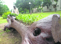 A beautified dead mango tree in Chandigarhs Sector 19 green belt.