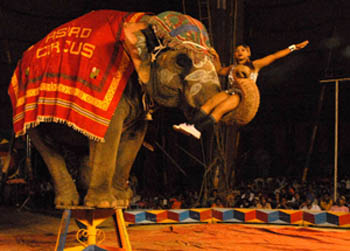 An elephant regales the spectators while an acrobat performs at the Asiad Circus, which started in Bathinda on Thursday.
