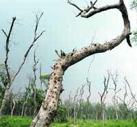 Trees in Mattewara forests have dried up.